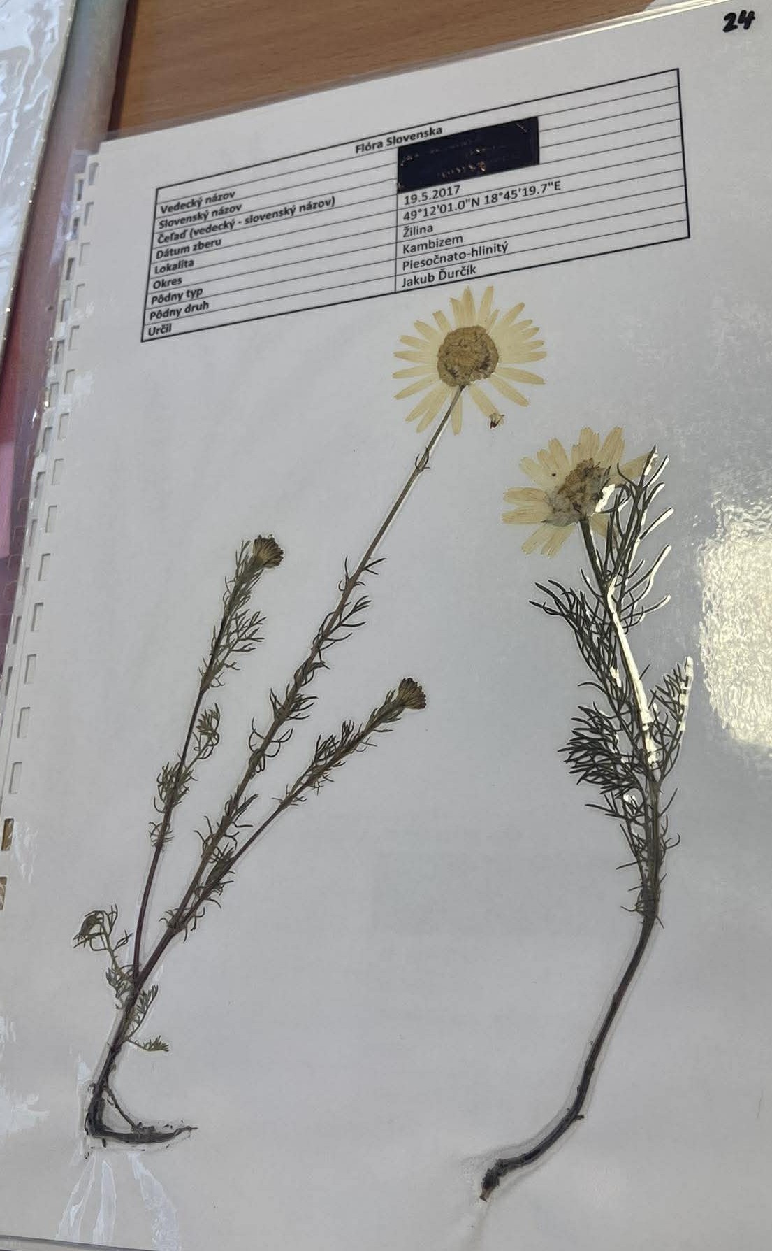 Rastlina Matricaria chamomilla
